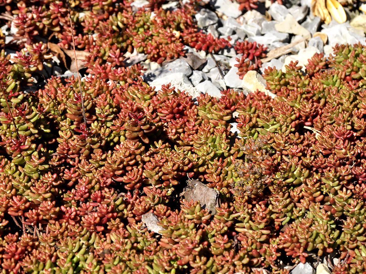 Iarba grasa "Murale" 0.10 - 0.20 m / Sedum album "Murale"/ - Gradina Noastra