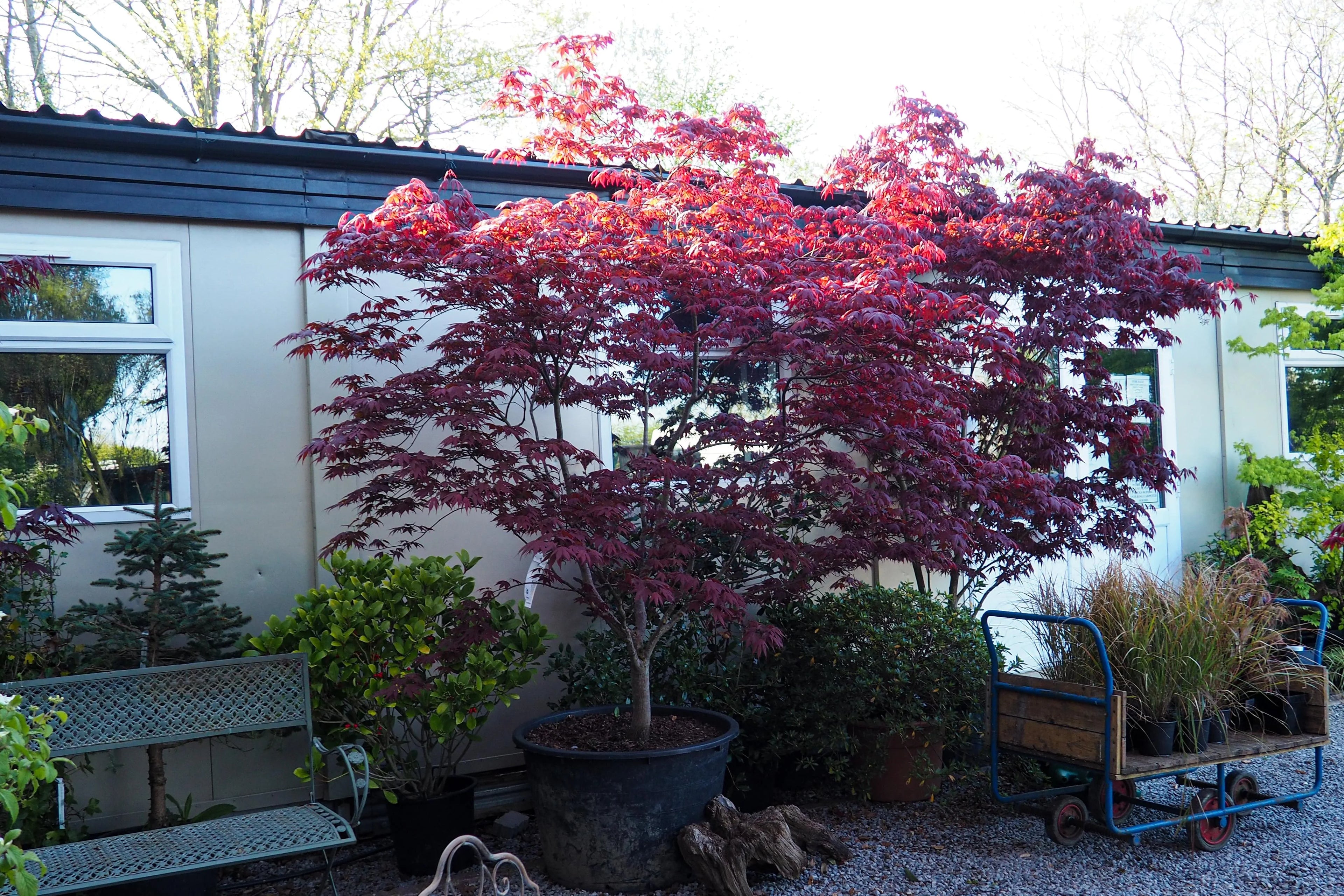 Artar japonez "Bloodgood" / Acer palmatum "Bloodgood" / - Gradina Noastra