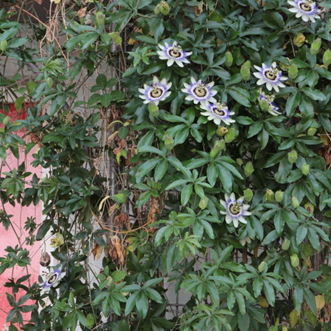 Floarea pasiunii 0.60 m / Passiflora mix / by gradina-noastra