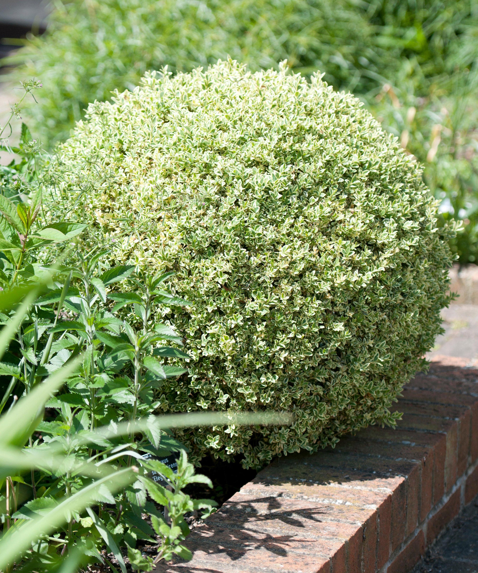 Buxus auriu / Buxus sempervirens „Elegans”/ - Gradina Noastra