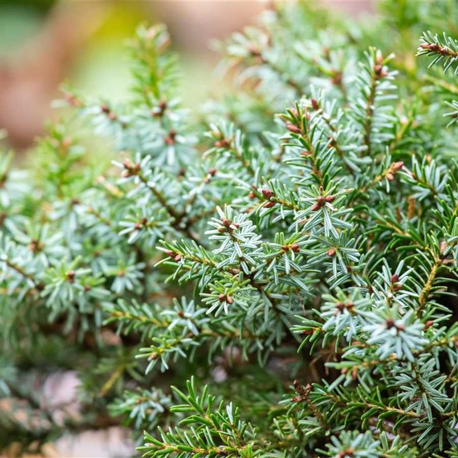 Molid sarbesc "Nana" / Picea omorika "Nana" / - Gradina Noastra