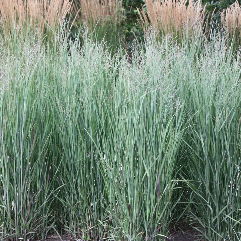 Panicum virgatum "Heavy Metal" 0.20 - 0.30 m by gradina-noastra