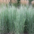 Panicum virgatum "Heavy Metal" 0.20 - 0.30 m by gradina-noastra