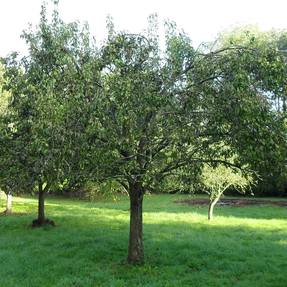 Par „Conference” / Pyrus communis „Conference” /
