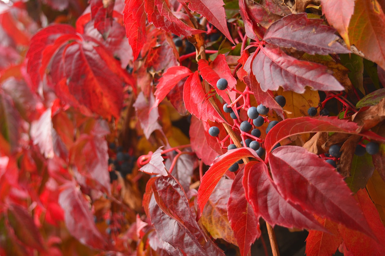 Viță de Canada 0.50 m / Parthenocissus mix / by gradina-noastra