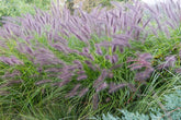 Pennisetum alopecuroides "Moudry" 0.10 - 0.20 m by gradina-noastra