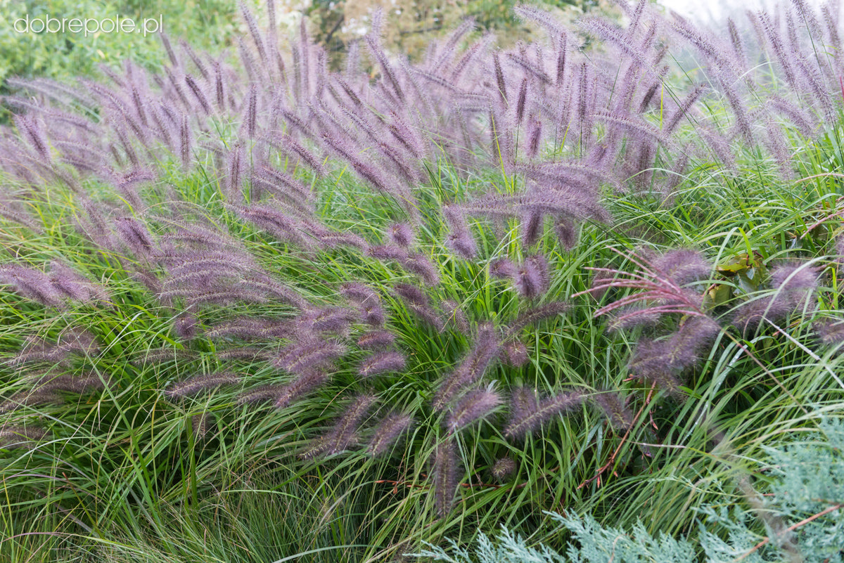 Pennisetum alopecuroides "Moudry" 0.10 - 0.20 m by gradina-noastra