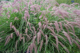 Pennisetum orientale "Karley Rose" by gradina-noastra