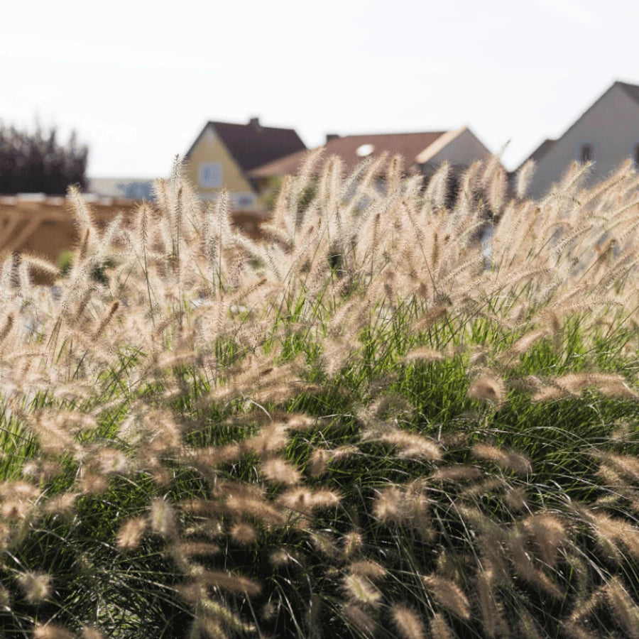 Pennisetum alopecuroides "Compressum"