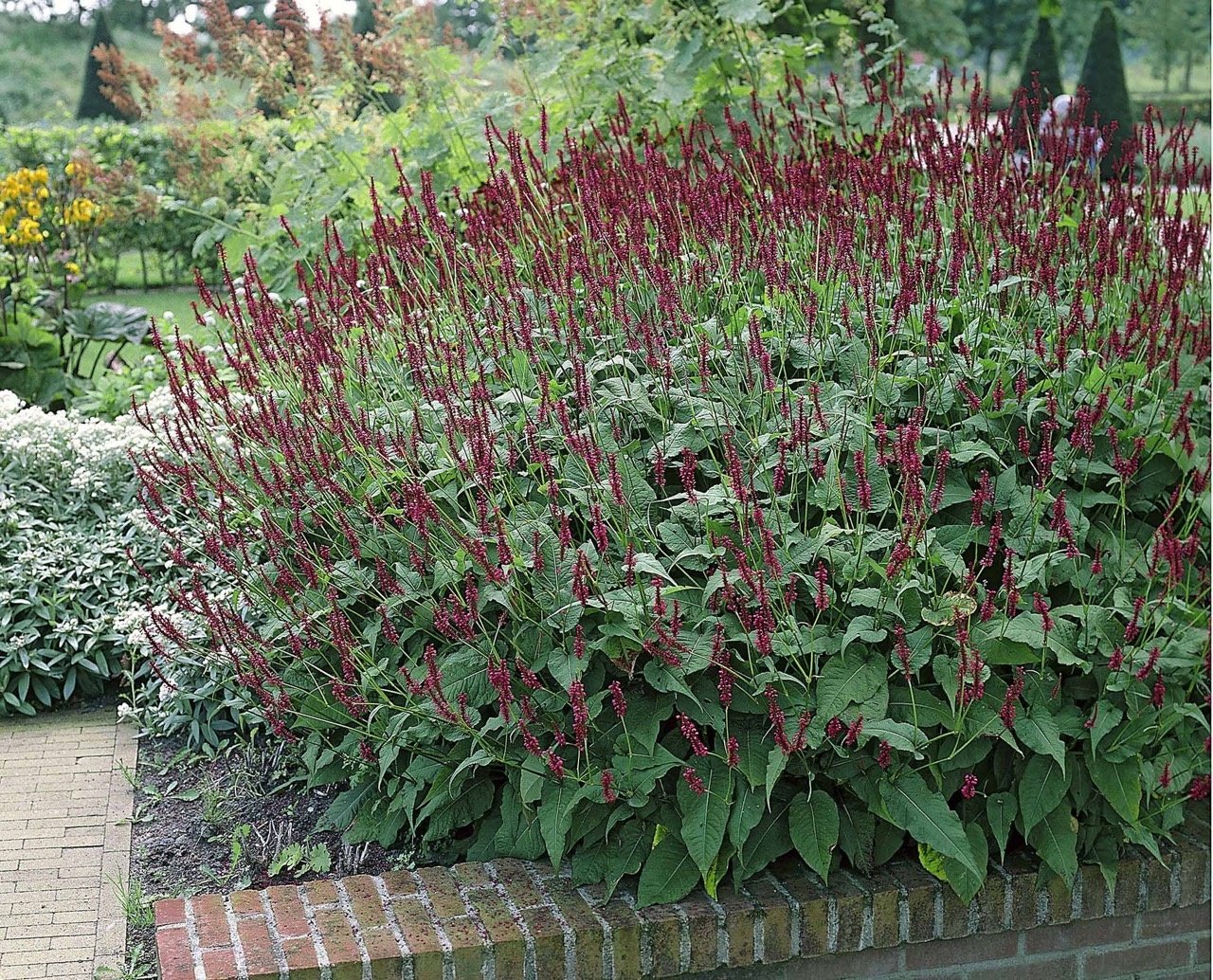 Persicaria amplexicaulis &