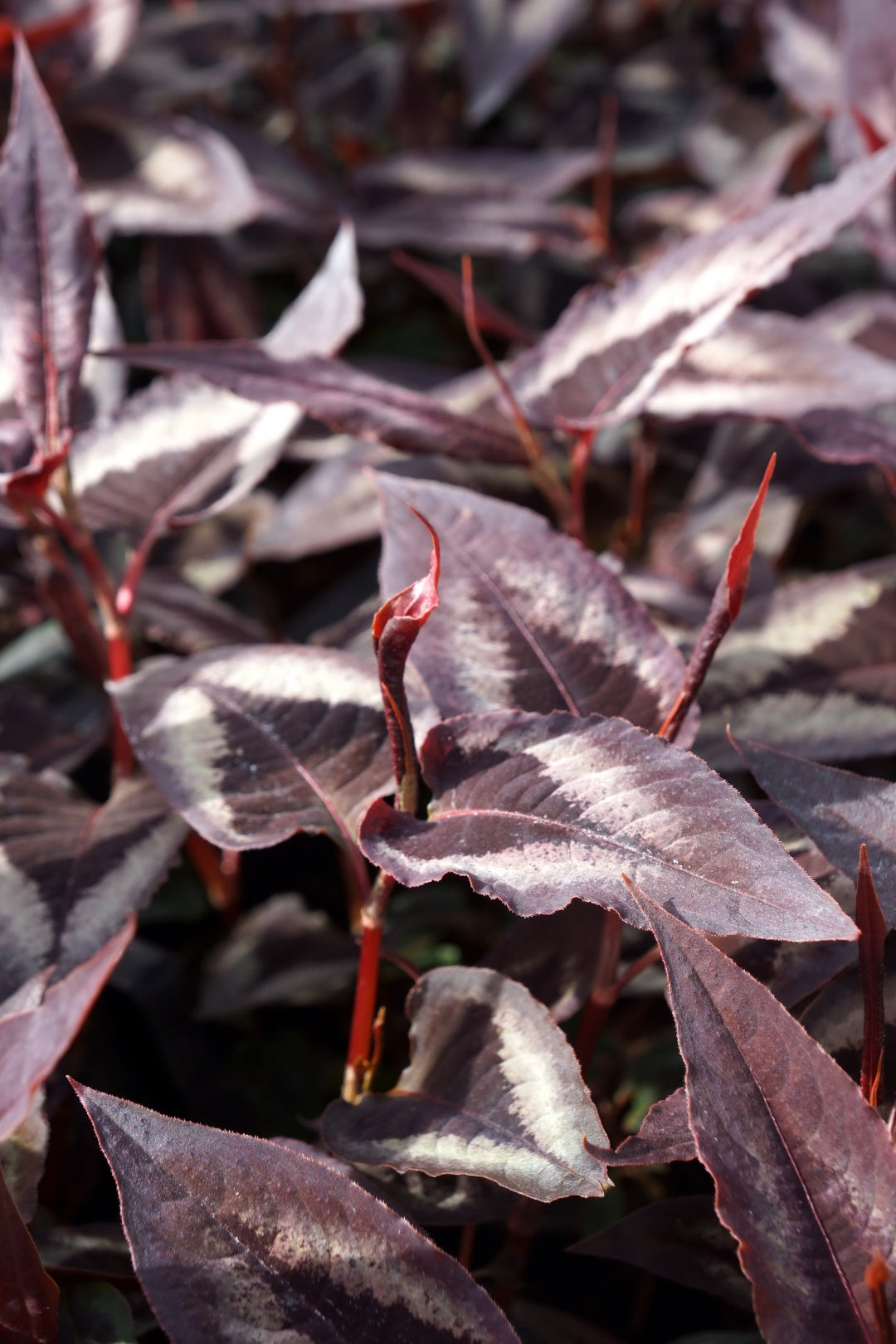 Persicaria microcephala "Red Dragon" 0.10 - 0.20 m by gradina-noastra