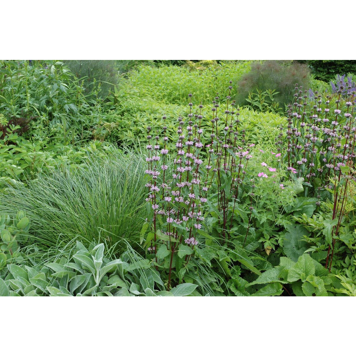 Phlomis tuberosa 0.10 - 0.20 m by Gradina Noastra
