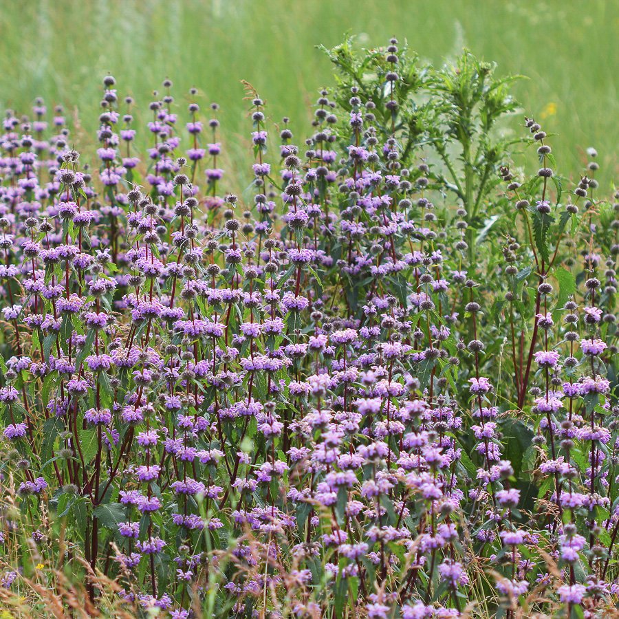 Phlomis tuberosa 0.10 - 0.20 m by Gradina Noastra
