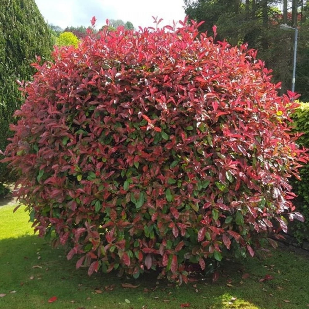 Photinia "Red Robin" minge 0.80 - 1.00 m / Photinia serulata "Red Robin"/ by gradina-noastra