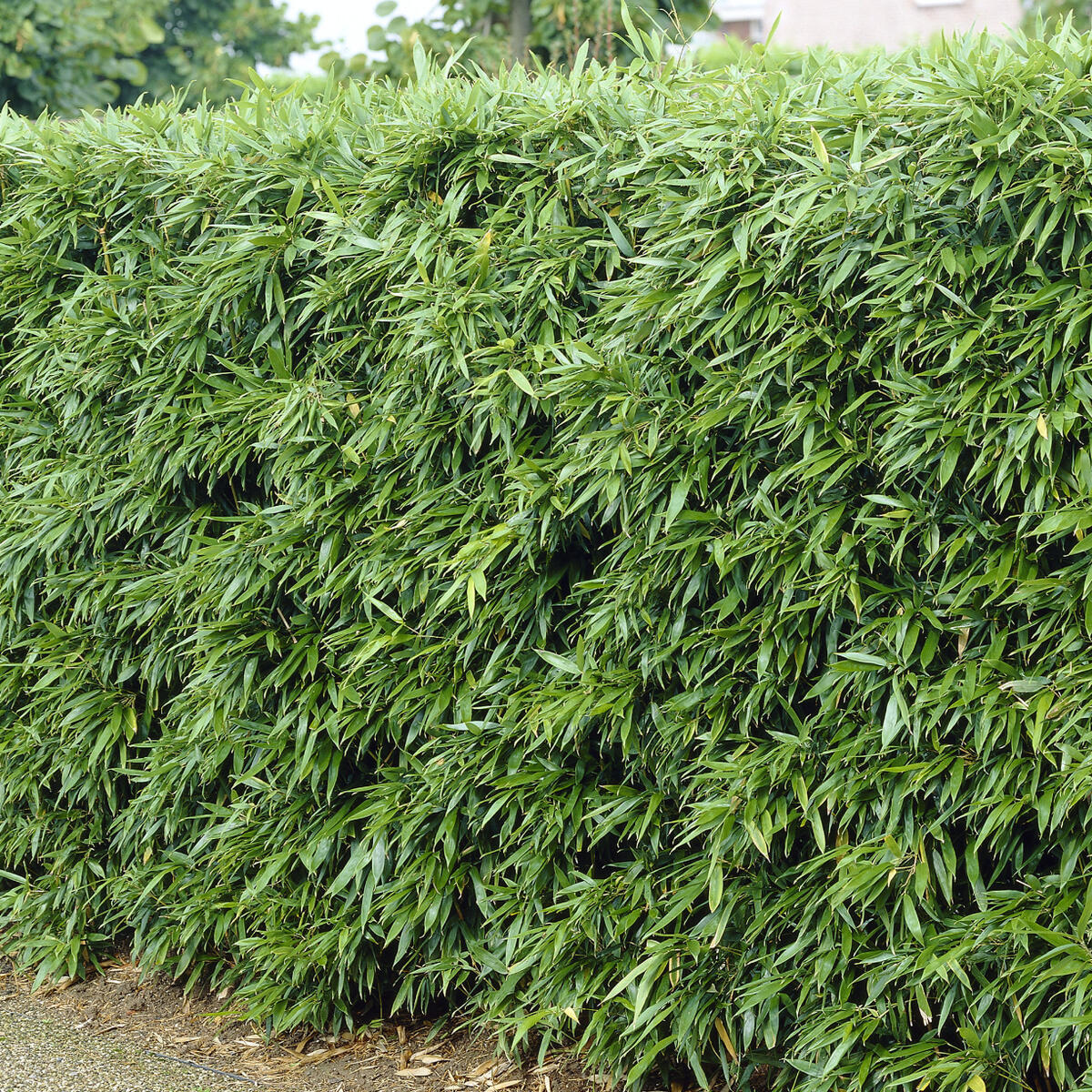 Bambus vesnic verde / Phillostachys bissetii /