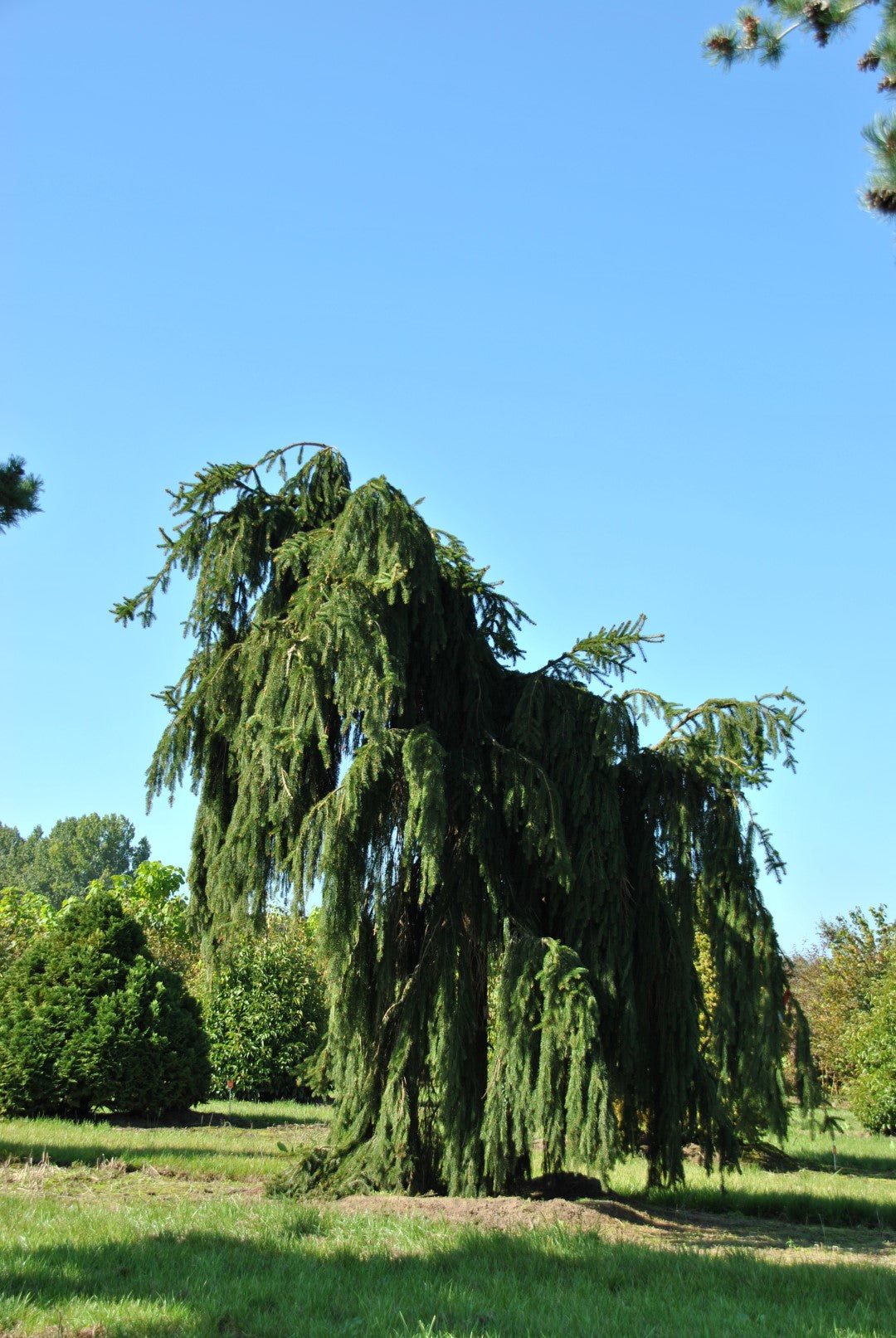 Molid "Inversa" / Picea abies &