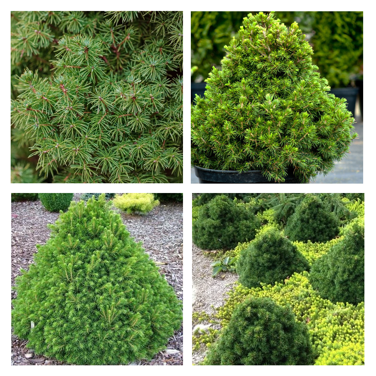 Molid norvegian "Tompa " / Picea abies &