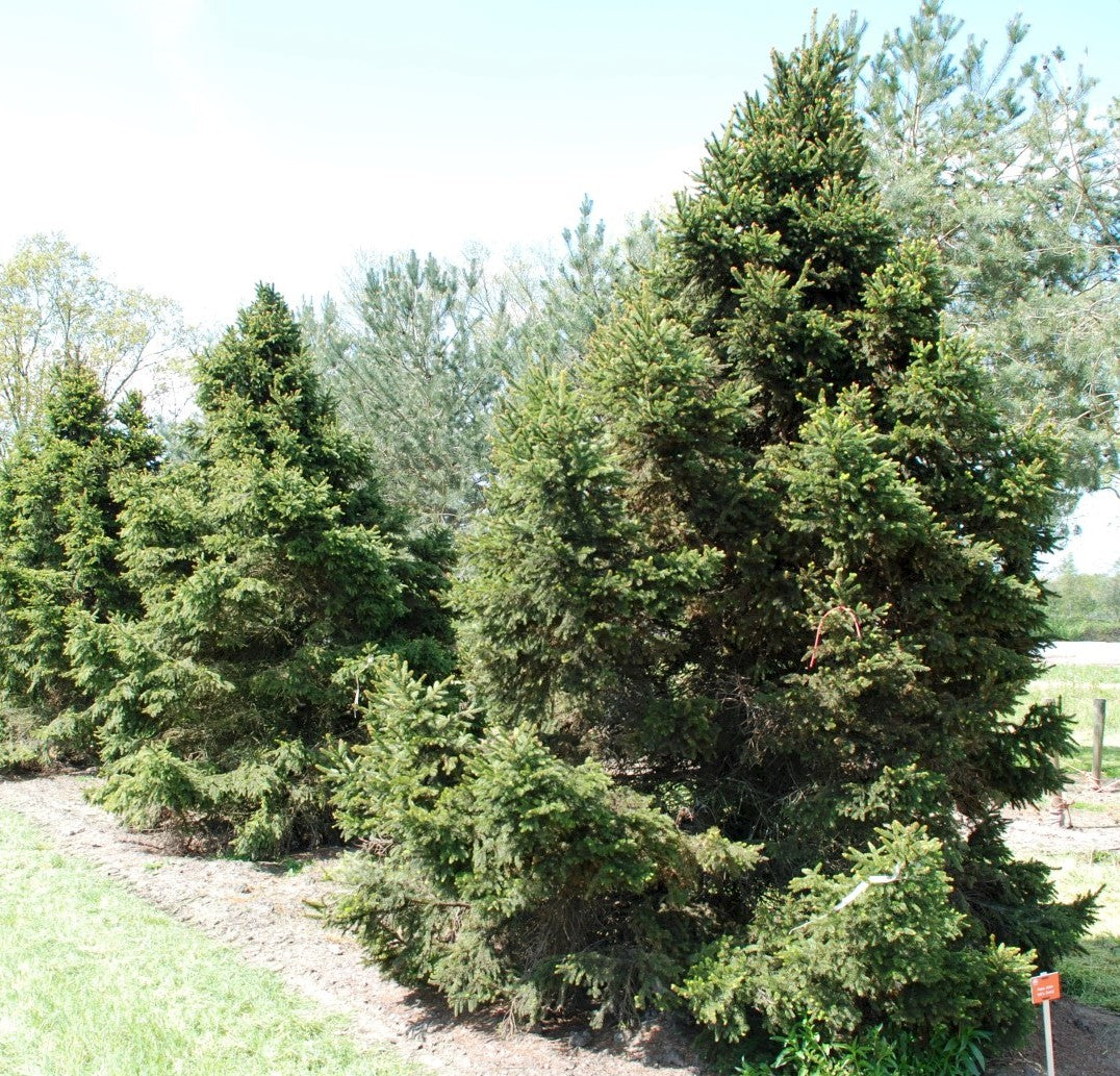 Molid "Wills Zwerg" 0.80 - 1.20 m / Picea abies "Wills Zwerg"/ by gradina-noastra