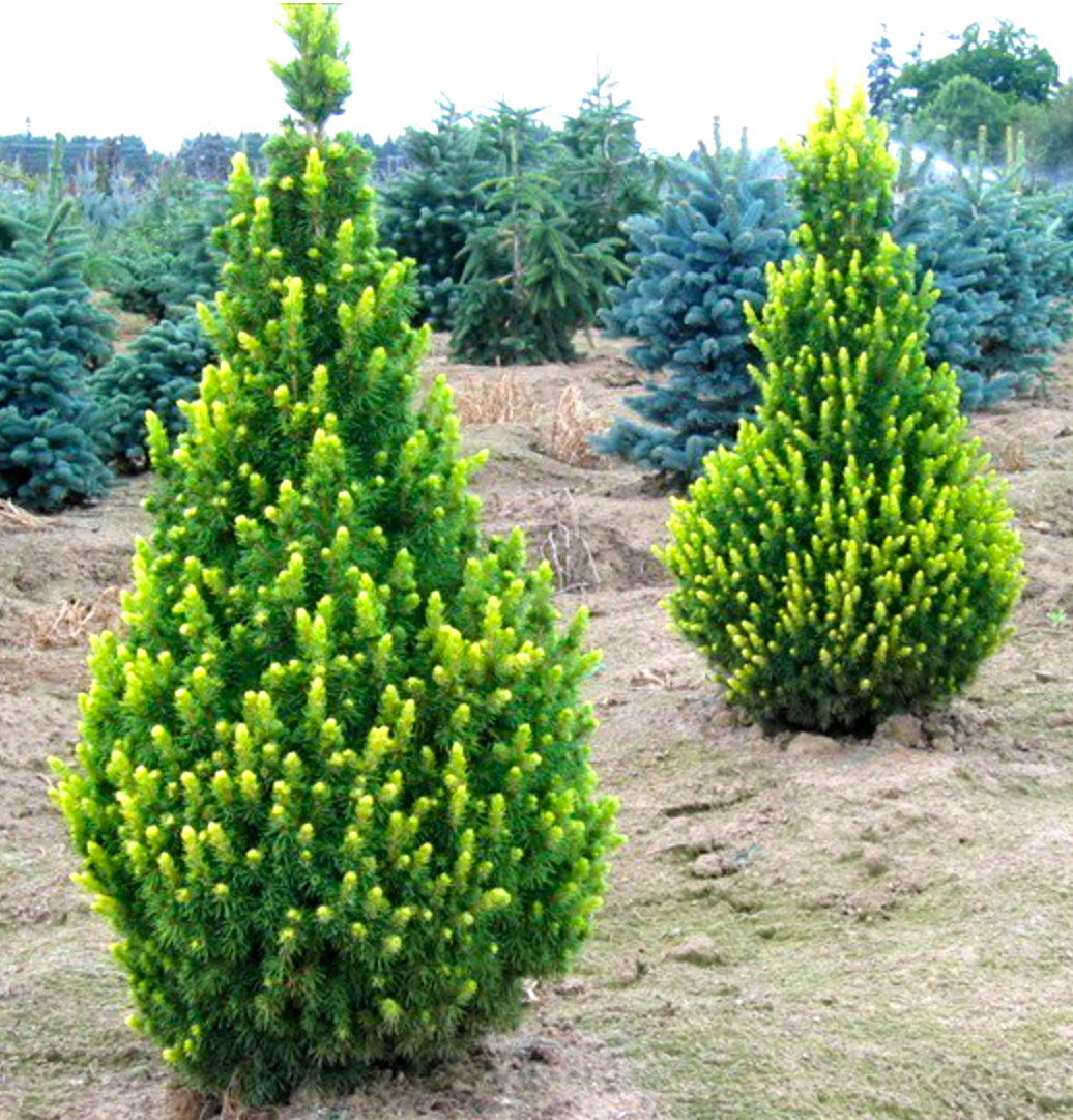 Molid alb "Rainbow’s End" 0.40 - 0.50 m / Picea glauca "Rainbow’s End"/ by gradina-noastra