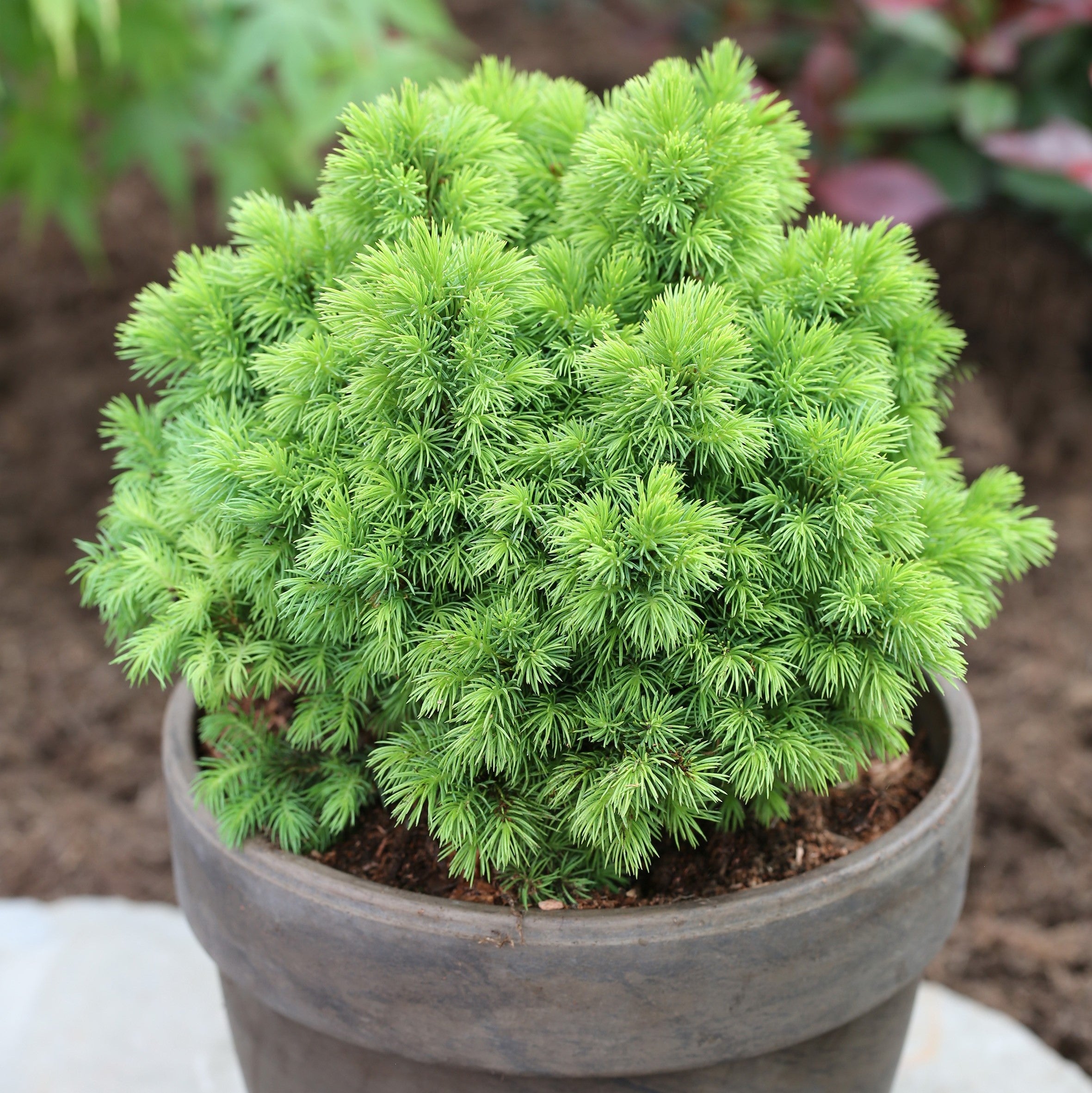 Molid canadian "Alberta Globe" 0.20 - 0.30 m / Picea glauca "Alberta Globe"/ by gradina-noastra