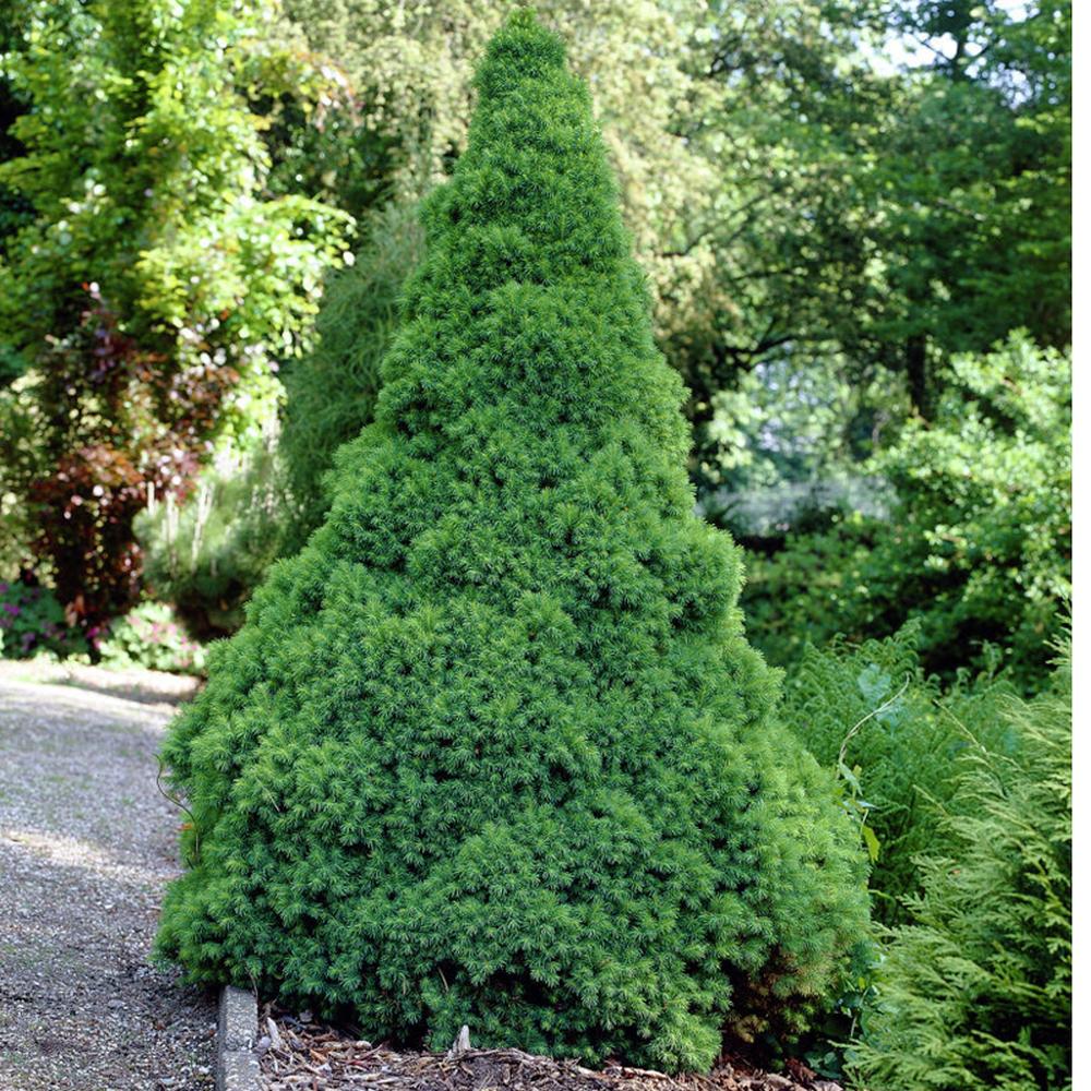Molid alb "Conica" 0.20 - 0.30 m / Picea glauca "Conica"/ by gradina-noastra