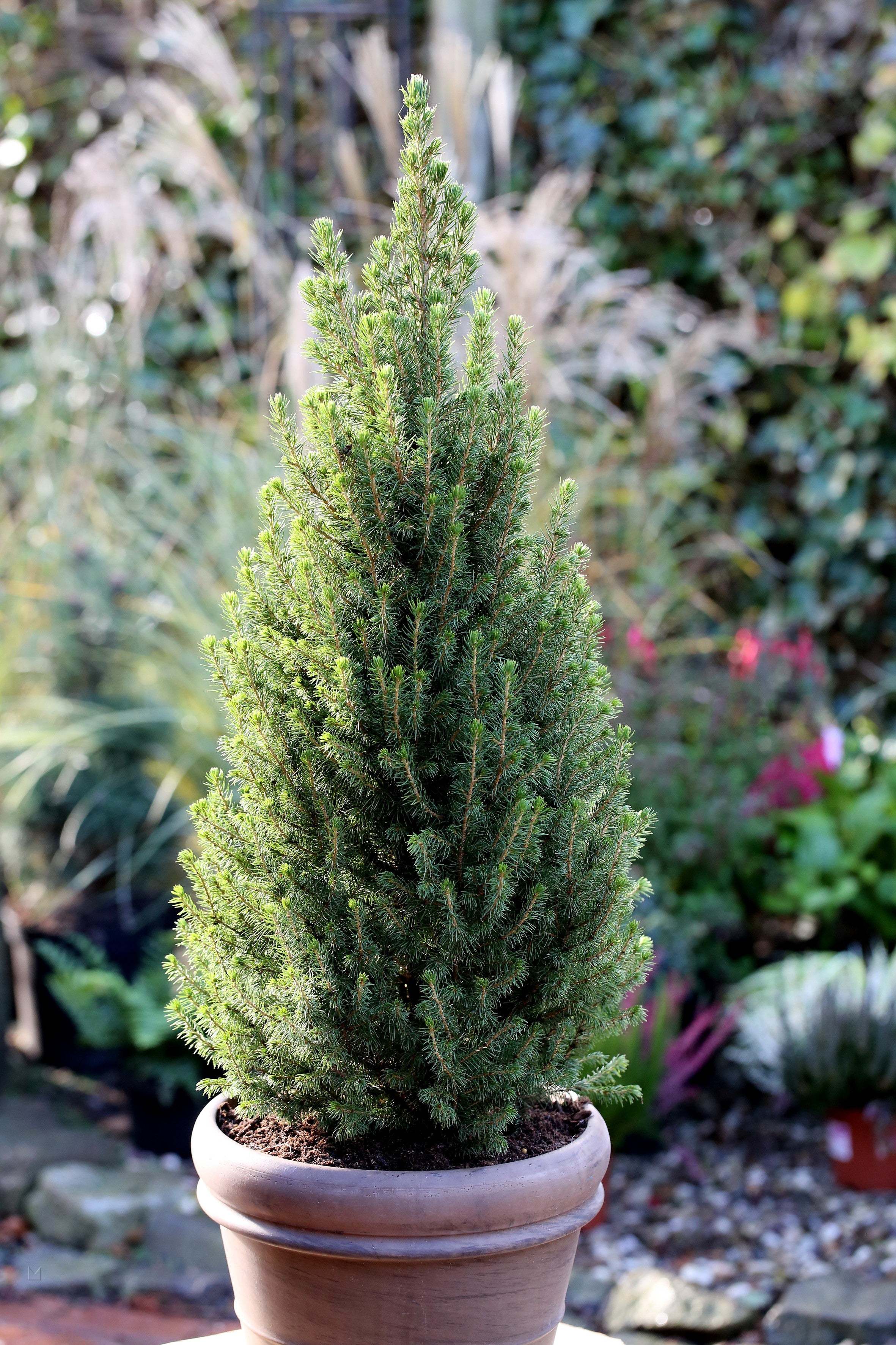 Molid conic pitic / Picea glauca "Conica" / - Gradina Noastra