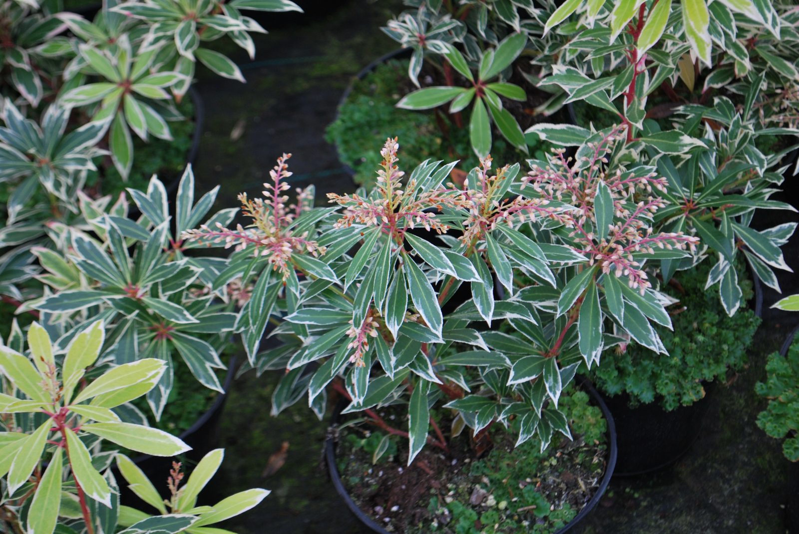 Andromeda japoneza "Flaming Silver" / Pieris "Flaming Silver"/