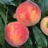 Piersic "Fayette" 1.80 - 2.30 m / Prunus persica „Fayette” / by gradina-noastra