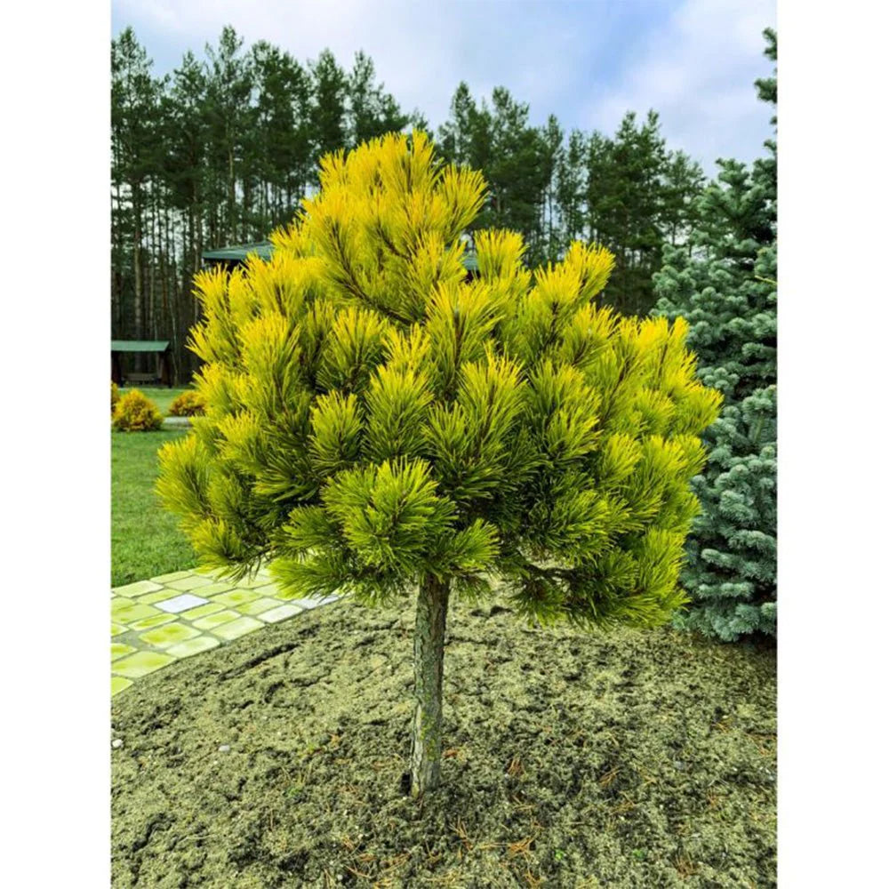 Pin pitic "Winter Gold" pomisor / Pinus mugo "Winter Gold" /