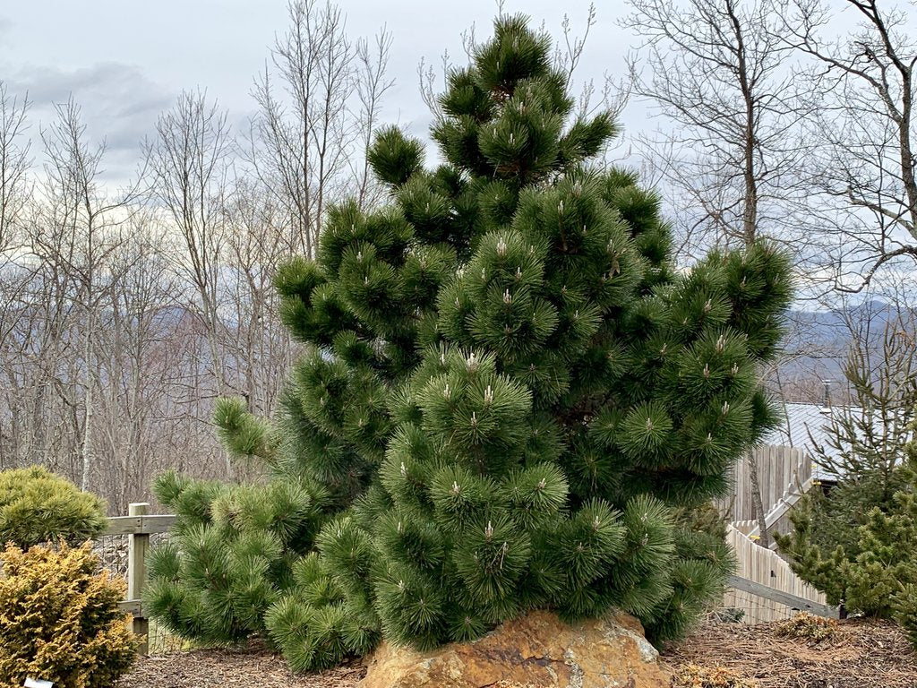 Pin japonez negru "Thunderhead" / Pinus thunbergii "Thunderhead" / by gradina-noastra