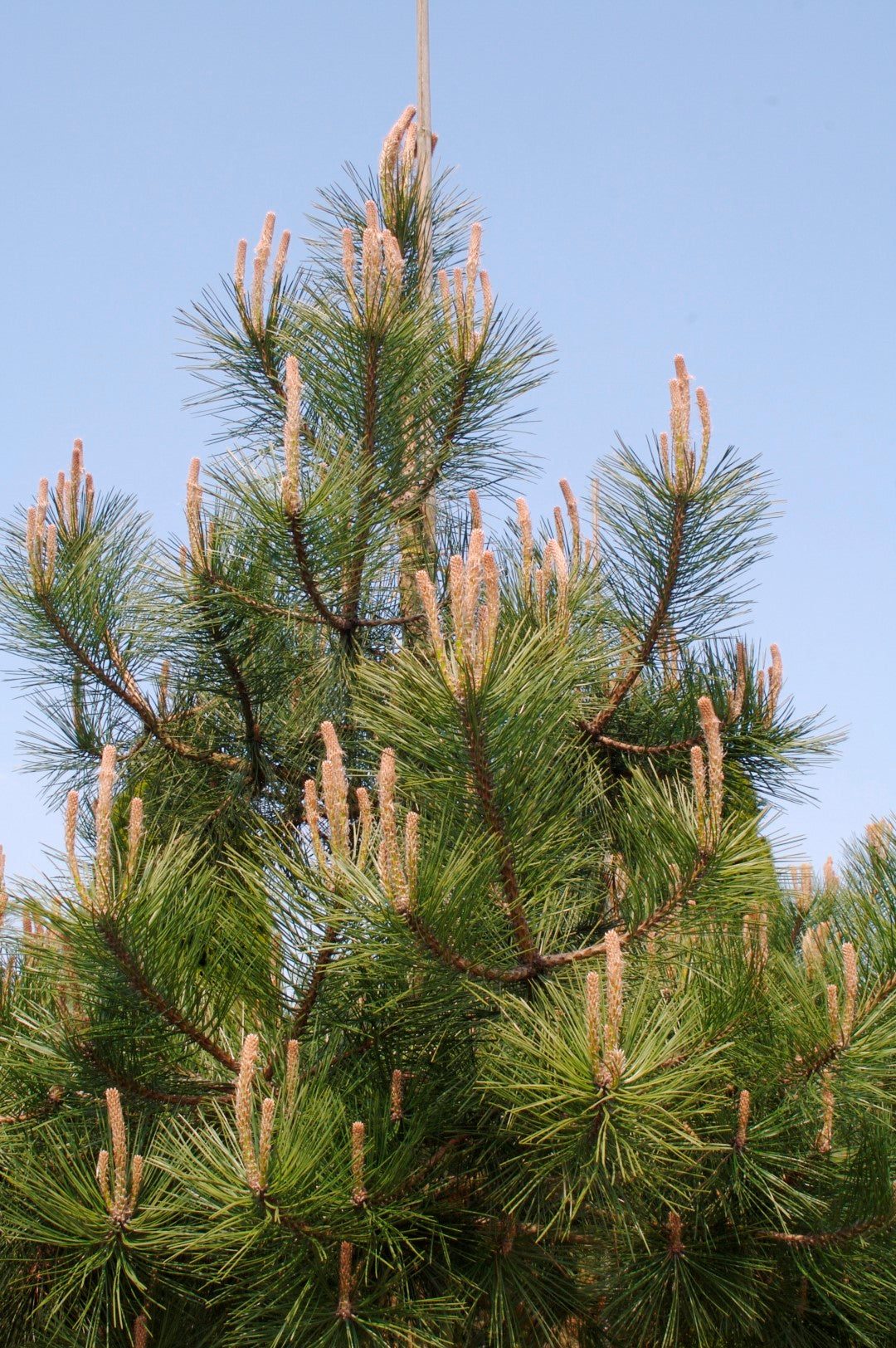 Pin negru austriac arbore / Pinus nigra austriaca / by gradina-noastra