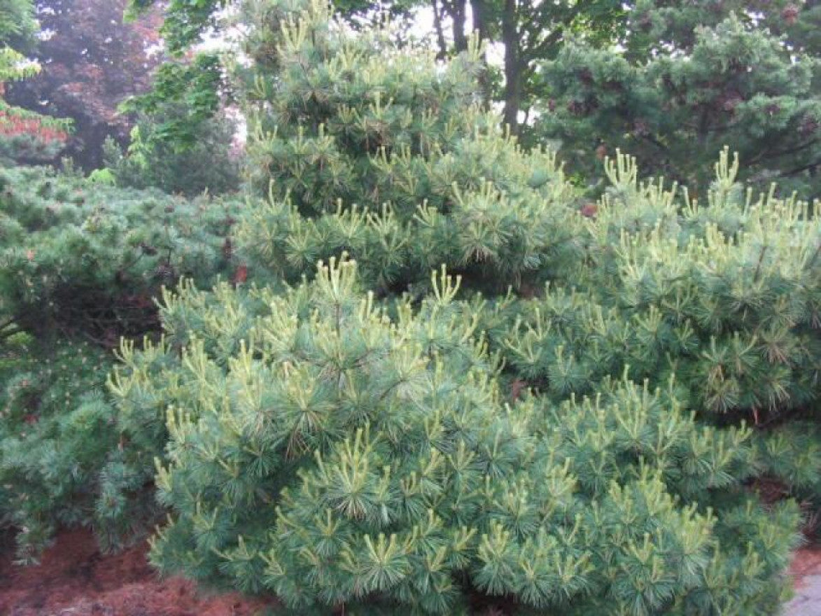 Pin strob / Pinus strobus /