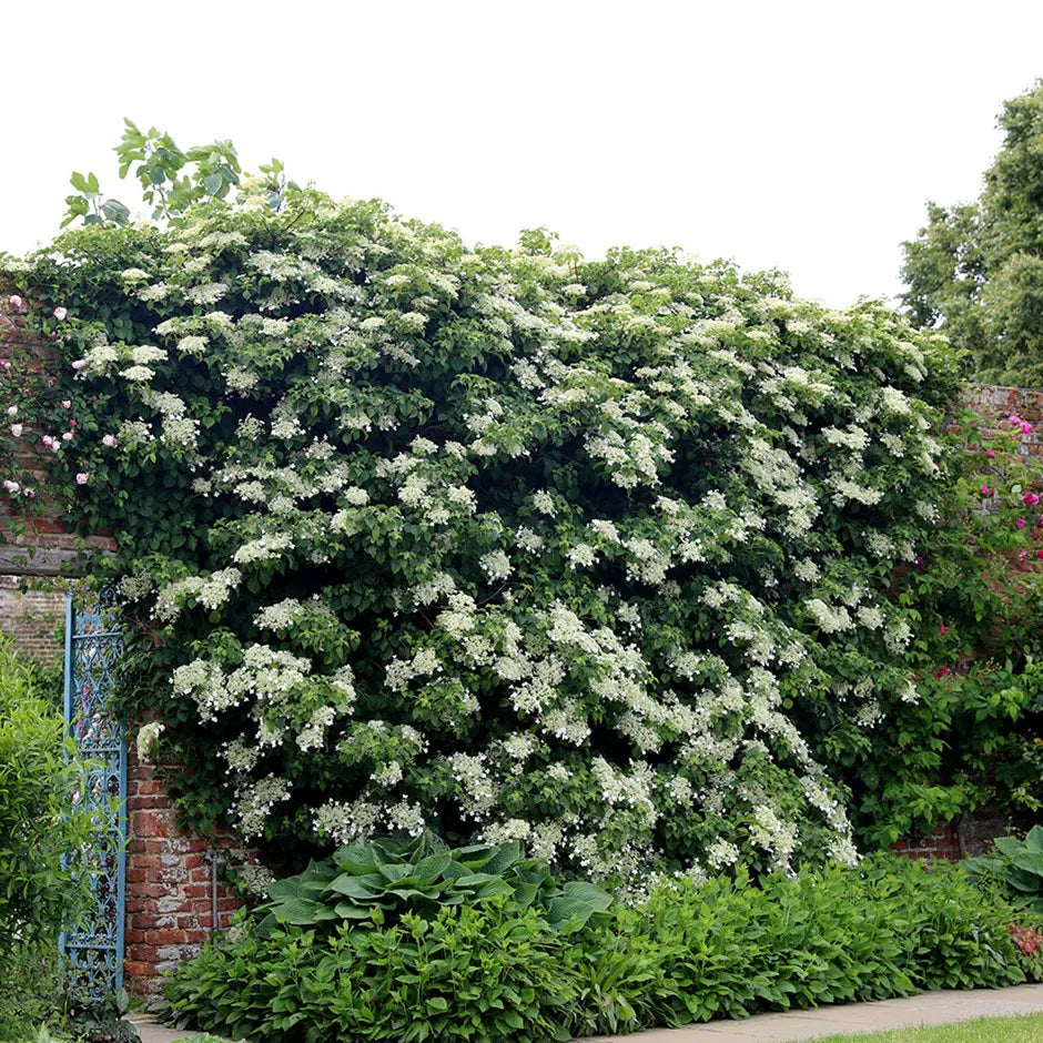 Hortensia cățărătoare / Hydrangea petiolaris /
