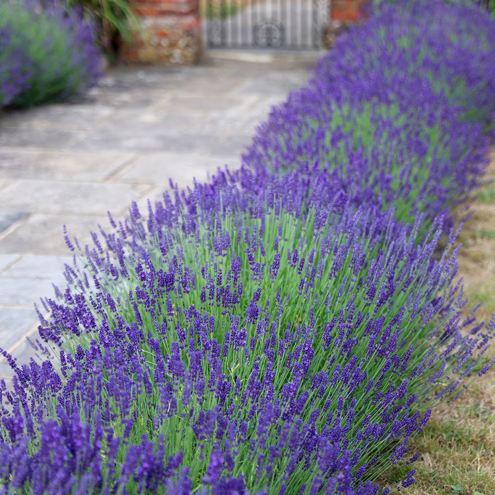 Lavanda Englezeasca "Hidicote" - / Lavandula angustifolia "Hidicote"/ - Gradina Noastra