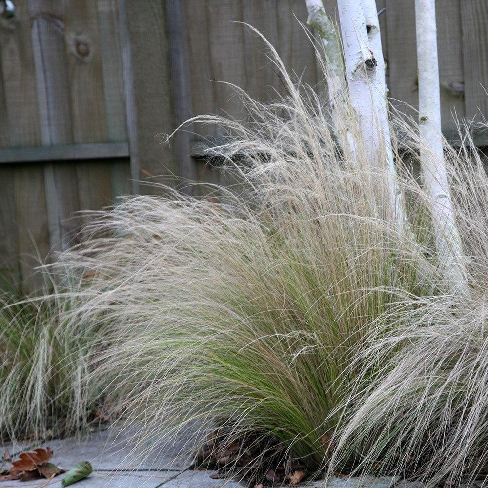Stipa tenuissima "Pony Tails" - Gradina Noastra