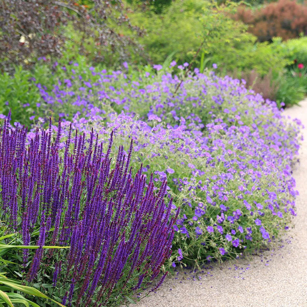 Salvia nemorosa &