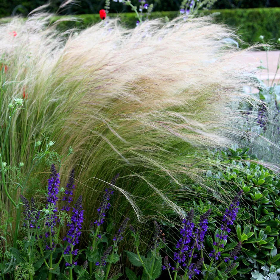 Stipa tenuissima "Pony Tails" - Gradina Noastra