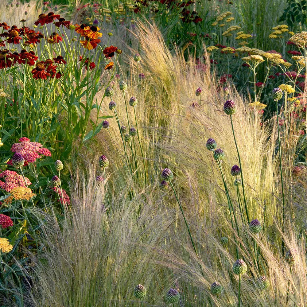 Stipa tenuissima "Pony Tails" - Gradina Noastra