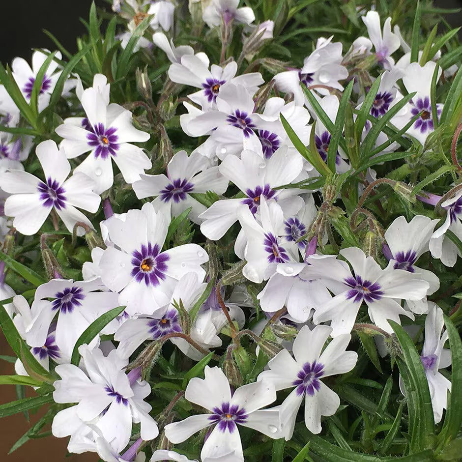 Phlox 3 culori / Phlox Subulata "Bavaria, Benita, G.F. Wilson, Fabulous Rose / - Gradina Noastra