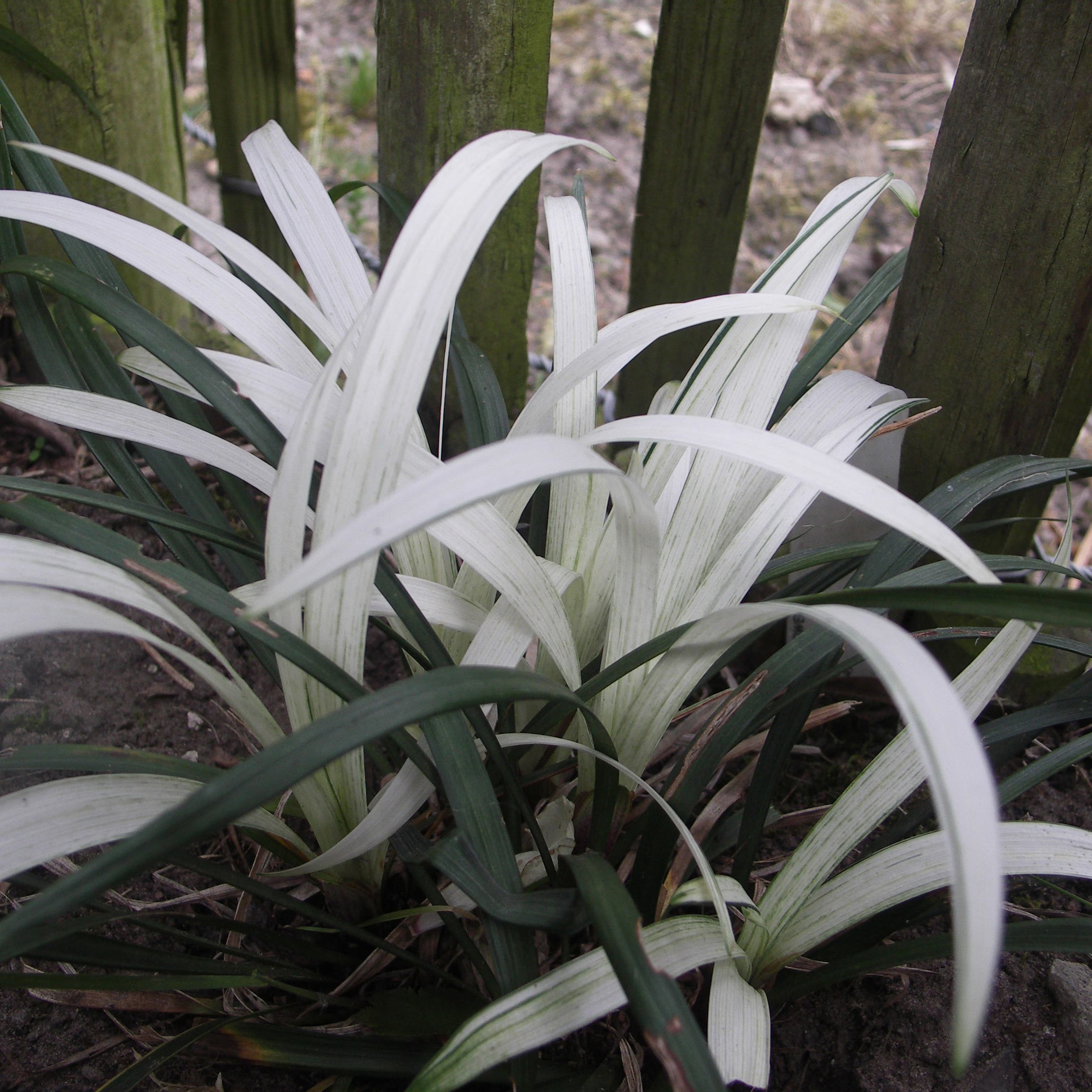 Liriope muscari "Okina"