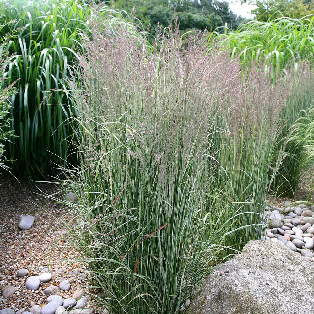 Calamangrostis „Overdam” / Calamangrostis acutiflora „Overdam” / - Gradina Noastra