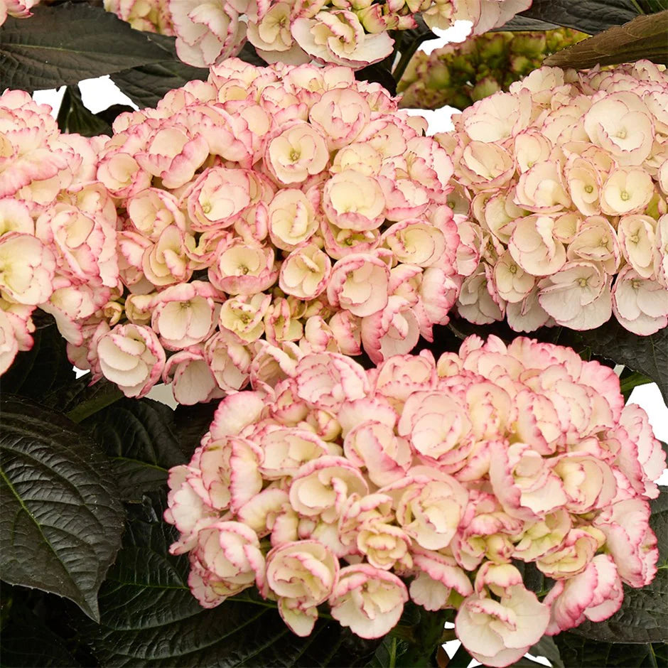 Hortensia "Black Diamonds Midnight Pearl" /Hydrangea macrophylla "Black Diamonds Midnight Pearl" /