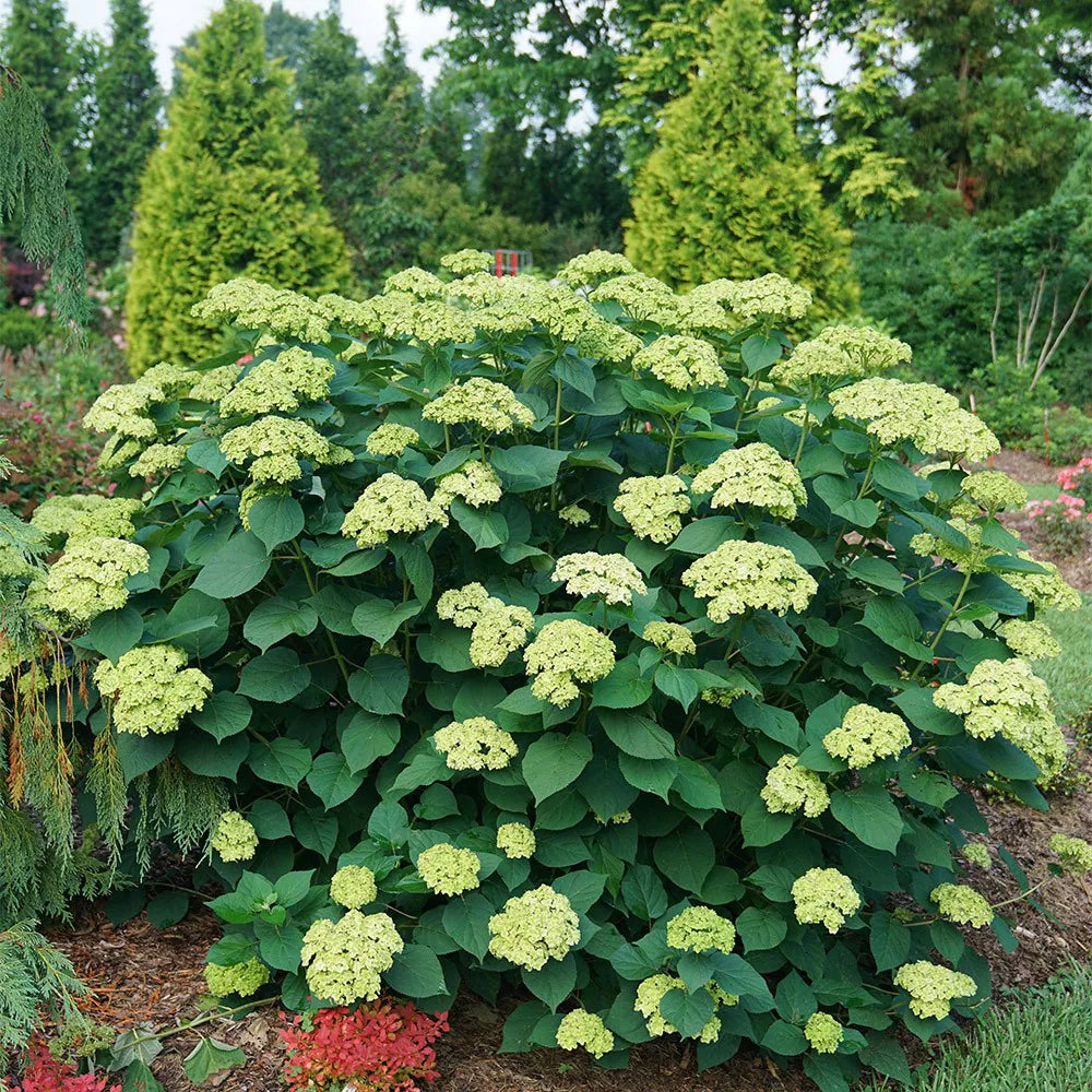 Hortensia "Sublime Annabelle" 0.20 - 0.30 m / Hydrangea arborescens "Sublime Annabelle"/ by gradina-noastra