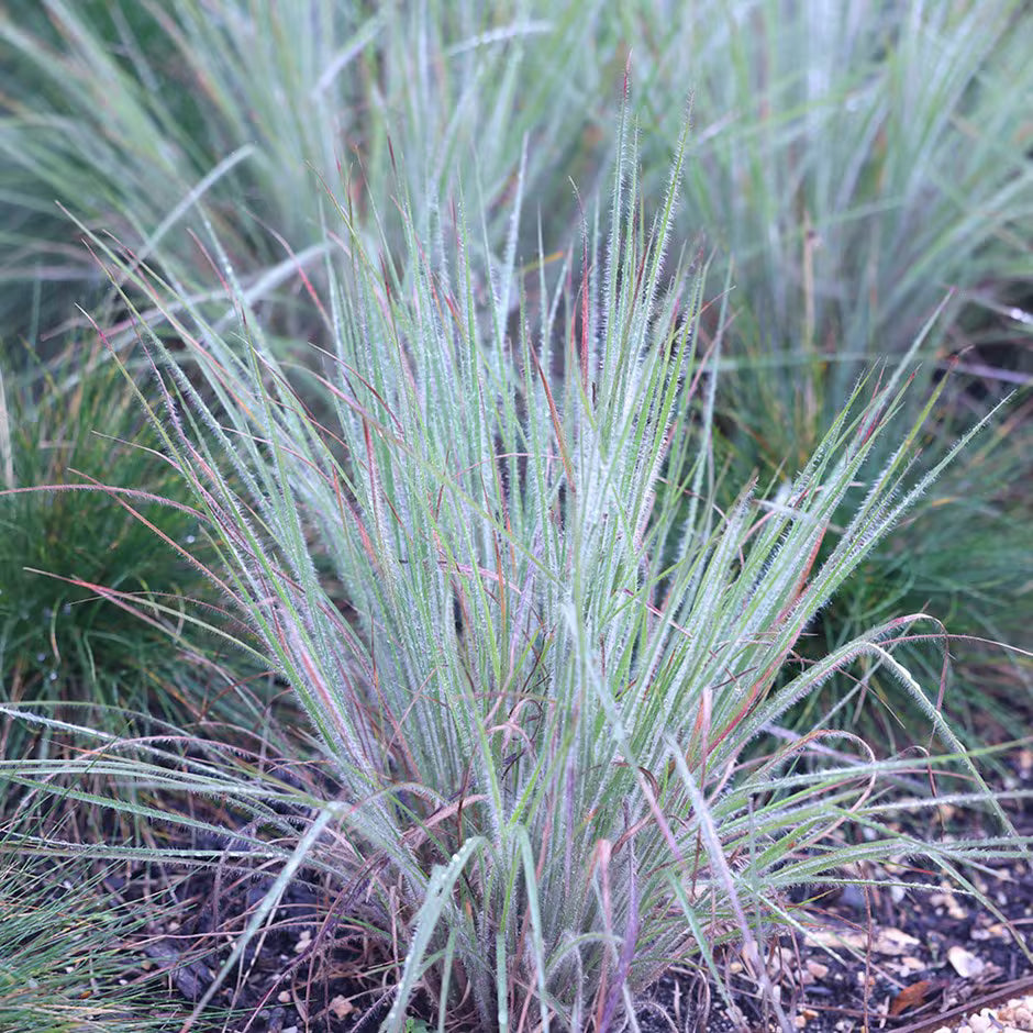 Schizachyrium scoparium "Ha Ha Tonka" - Gradina Noastra