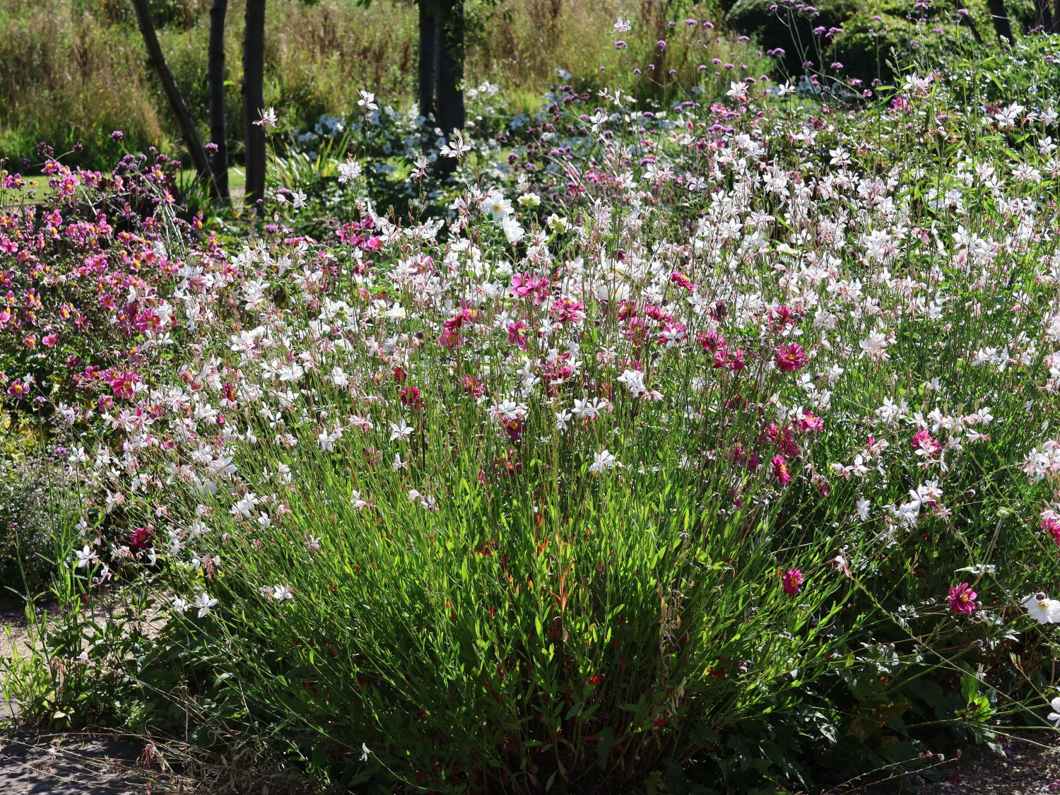 Gaura lindheimeri "Whirling Butterflies" - Gradina Noastra