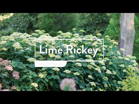 Hortensia "Lime Rickey" 0.20 - 0.30 m / Hydrangea arborescens "Lime Rickey"/