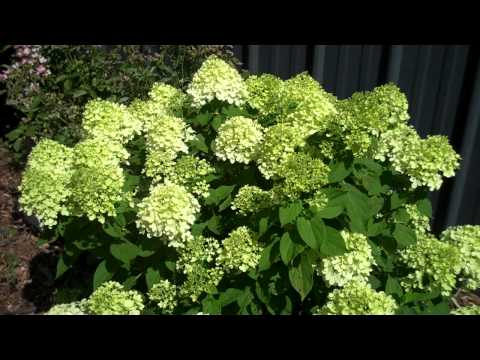 Hortensia paniculata "Little Lime" / hydrangea paniculata "Little Lime" /