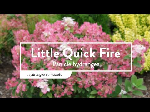 Hortensia paniculata "Little Quick Fire" / hydrangea paniculata "Little Quick Fire" /