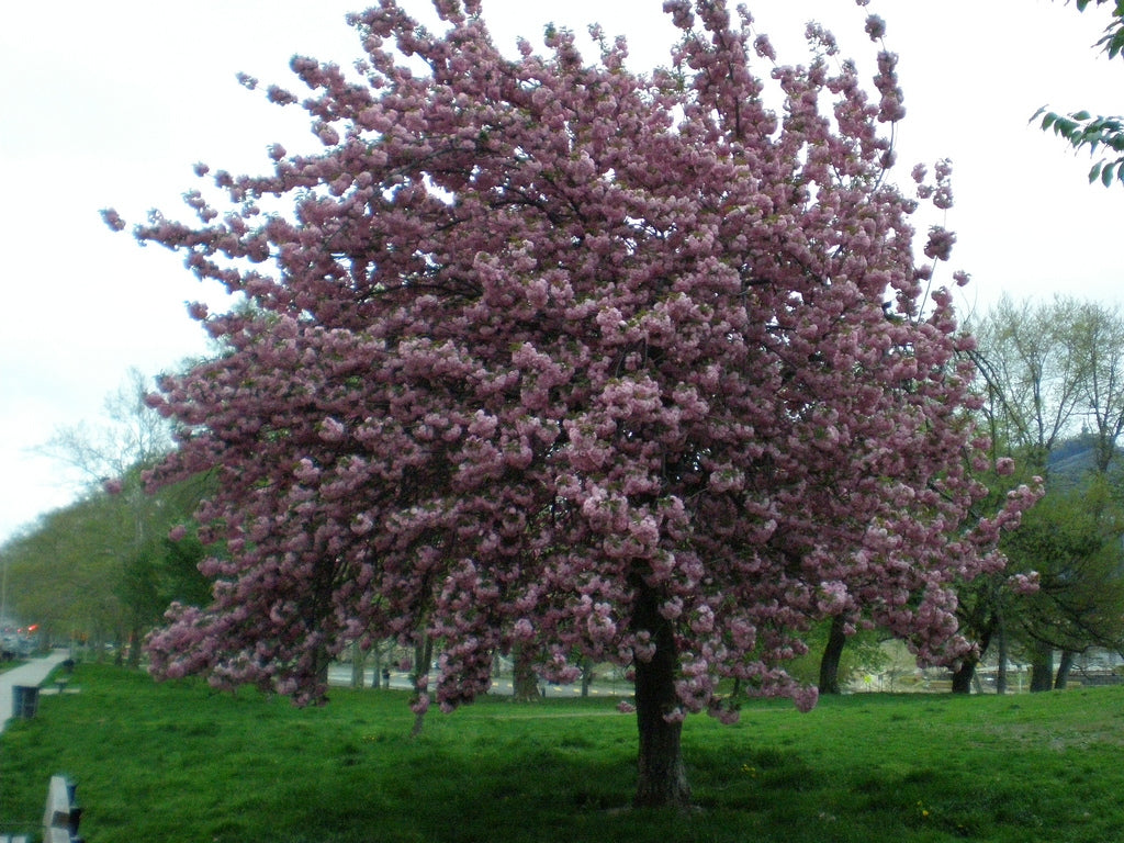Cires japonez "Royal Burgundy" / Prunus serrulata "Royal Burgundy" / - Gradina Noastra