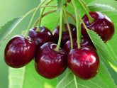 Cires "Bigarreau Burlat" 1.80 - 2.30 m / Prunus avium "Bigarreau Burlat" / by gradina-noastra